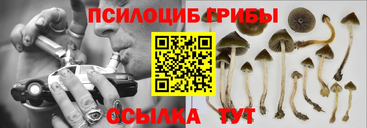 Псилоцибиновые грибы Psilocybine cubensis Усть-Илимск